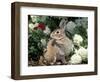 Pet Domestic Mini Rex Rabbit Amongst Hydrangea Flowers-Lynn M. Stone-Framed Premium Photographic Print