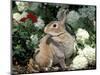 Pet Domestic Mini Rex Rabbit Amongst Hydrangea Flowers-Lynn M. Stone-Mounted Premium Photographic Print