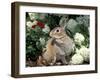 Pet Domestic Mini Rex Rabbit Amongst Hydrangea Flowers-Lynn M. Stone-Framed Photographic Print