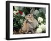 Pet Domestic Mini Rex Rabbit Amongst Hydrangea Flowers-Lynn M. Stone-Framed Photographic Print