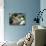 Pet Domestic Mini Rex Rabbit Amongst Hydrangea Flowers-Lynn M. Stone-Photographic Print displayed on a wall