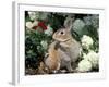 Pet Domestic Mini Rex Rabbit Amongst Hydrangea Flowers-Lynn M. Stone-Framed Photographic Print