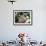 Pet Domestic Mini Rex Rabbit Amongst Hydrangea Flowers-Lynn M. Stone-Framed Photographic Print displayed on a wall