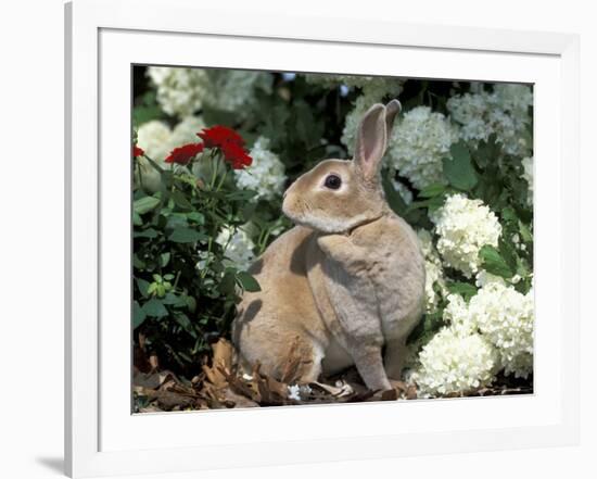 Pet Domestic Mini Rex Rabbit Amongst Hydrangea Flowers-Lynn M. Stone-Framed Photographic Print