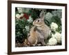 Pet Domestic Mini Rex Rabbit Amongst Hydrangea Flowers-Lynn M. Stone-Framed Photographic Print