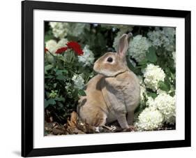 Pet Domestic Mini Rex Rabbit Amongst Hydrangea Flowers-Lynn M. Stone-Framed Photographic Print