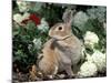 Pet Domestic Mini Rex Rabbit Amongst Hydrangea Flowers-Lynn M. Stone-Mounted Photographic Print