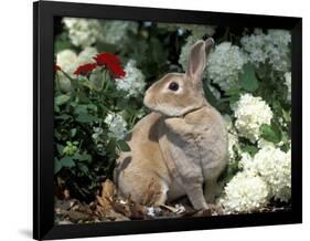 Pet Domestic Mini Rex Rabbit Amongst Hydrangea Flowers-Lynn M. Stone-Framed Photographic Print