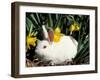 Pet Domestic New Zealand Rabbit and Daffodil Flower-Lynn M. Stone-Framed Photographic Print