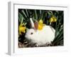 Pet Domestic New Zealand Rabbit and Daffodil Flower-Lynn M. Stone-Framed Photographic Print