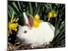 Pet Domestic New Zealand Rabbit and Daffodil Flower-Lynn M. Stone-Mounted Photographic Print