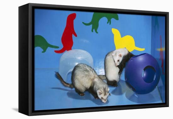 Pet Ferrets in Play Area-null-Framed Stretched Canvas