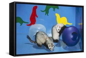 Pet Ferrets in Play Area-null-Framed Stretched Canvas