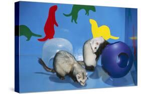Pet Ferrets in Play Area-null-Stretched Canvas