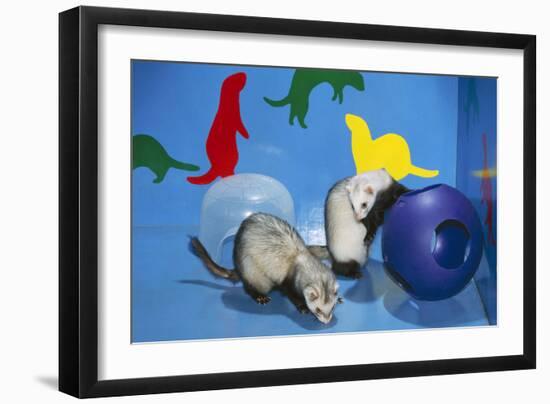 Pet Ferrets in Play Area-null-Framed Premium Photographic Print