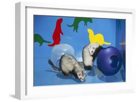 Pet Ferrets in Play Area-null-Framed Premium Photographic Print