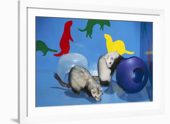 Pet Ferrets in Play Area-null-Framed Photographic Print