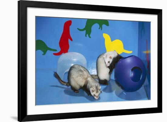 Pet Ferrets in Play Area-null-Framed Photographic Print