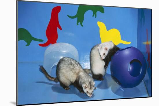 Pet Ferrets in Play Area-null-Mounted Photographic Print