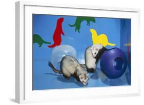Pet Ferrets in Play Area-null-Framed Photographic Print