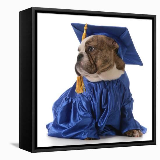Pet Graduation - English Bulldog Wearing Graduate Costume-Willee Cole-Framed Stretched Canvas
