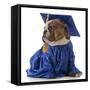 Pet Graduation - English Bulldog Wearing Graduate Costume-Willee Cole-Framed Stretched Canvas