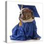 Pet Graduation - English Bulldog Wearing Graduate Costume-Willee Cole-Stretched Canvas