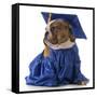 Pet Graduation - English Bulldog Wearing Graduate Costume-Willee Cole-Framed Stretched Canvas