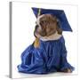 Pet Graduation - English Bulldog Wearing Graduate Costume-Willee Cole-Stretched Canvas