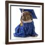 Pet Graduation - English Bulldog Wearing Graduate Costume-Willee Cole-Framed Photographic Print