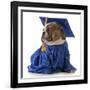 Pet Graduation - English Bulldog Wearing Graduate Costume-Willee Cole-Framed Photographic Print