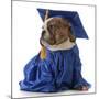 Pet Graduation - English Bulldog Wearing Graduate Costume-Willee Cole-Mounted Photographic Print