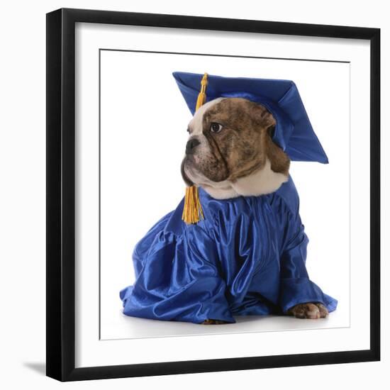 Pet Graduation - English Bulldog Wearing Graduate Costume-Willee Cole-Framed Photographic Print