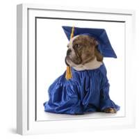 Pet Graduation - English Bulldog Wearing Graduate Costume-Willee Cole-Framed Photographic Print