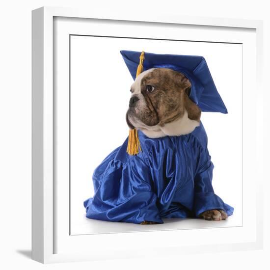 Pet Graduation - English Bulldog Wearing Graduate Costume-Willee Cole-Framed Photographic Print