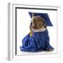 Pet Graduation - English Bulldog Wearing Graduate Costume-Willee Cole-Framed Photographic Print