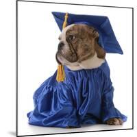 Pet Graduation - English Bulldog Wearing Graduate Costume-Willee Cole-Mounted Photographic Print