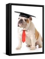 Pet Graduation - English Bulldog Wearing Graduation Cap And Red Tie-Willee Cole-Framed Stretched Canvas