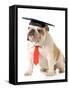 Pet Graduation - English Bulldog Wearing Graduation Cap And Red Tie-Willee Cole-Framed Stretched Canvas