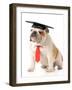 Pet Graduation - English Bulldog Wearing Graduation Cap And Red Tie-Willee Cole-Framed Photographic Print