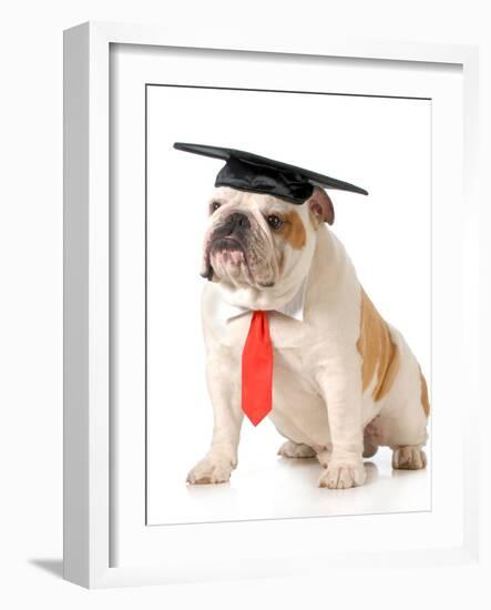 Pet Graduation - English Bulldog Wearing Graduation Cap And Red Tie-Willee Cole-Framed Photographic Print