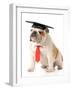 Pet Graduation - English Bulldog Wearing Graduation Cap And Red Tie-Willee Cole-Framed Photographic Print