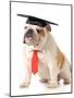 Pet Graduation - English Bulldog Wearing Graduation Cap And Red Tie-Willee Cole-Mounted Photographic Print