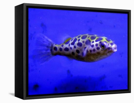 Pet Idol, Matt Junior, the Puffer Fish Owned by Matt Milburn of Gosport, June 2005-null-Framed Stretched Canvas