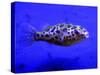 Pet Idol, Matt Junior, the Puffer Fish Owned by Matt Milburn of Gosport, June 2005-null-Stretched Canvas