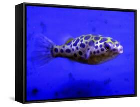 Pet Idol, Matt Junior, the Puffer Fish Owned by Matt Milburn of Gosport, June 2005-null-Framed Stretched Canvas