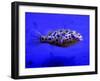 Pet Idol, Matt Junior, the Puffer Fish Owned by Matt Milburn of Gosport, June 2005-null-Framed Photographic Print