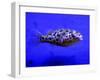 Pet Idol, Matt Junior, the Puffer Fish Owned by Matt Milburn of Gosport, June 2005-null-Framed Photographic Print