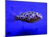 Pet Idol, Matt Junior, the Puffer Fish Owned by Matt Milburn of Gosport, June 2005-null-Mounted Photographic Print