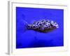 Pet Idol, Matt Junior, the Puffer Fish Owned by Matt Milburn of Gosport, June 2005-null-Framed Photographic Print